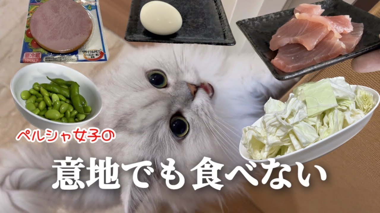 【ペルシャ女子】意地でも人間の食べ物を食べない猫