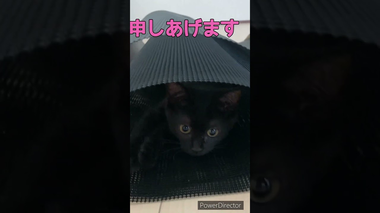 小さな保護猫ぬん:暑くても遊ぼうとするから.. ☺️☺️🥰#cute #かわいい #保護猫 #暑い