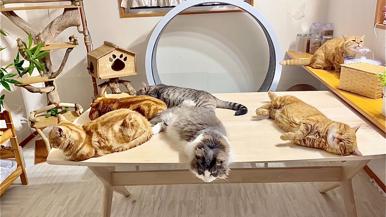 もしも、ねこもふファミリーがライブ配信をしたら... #猫 #マンチカン