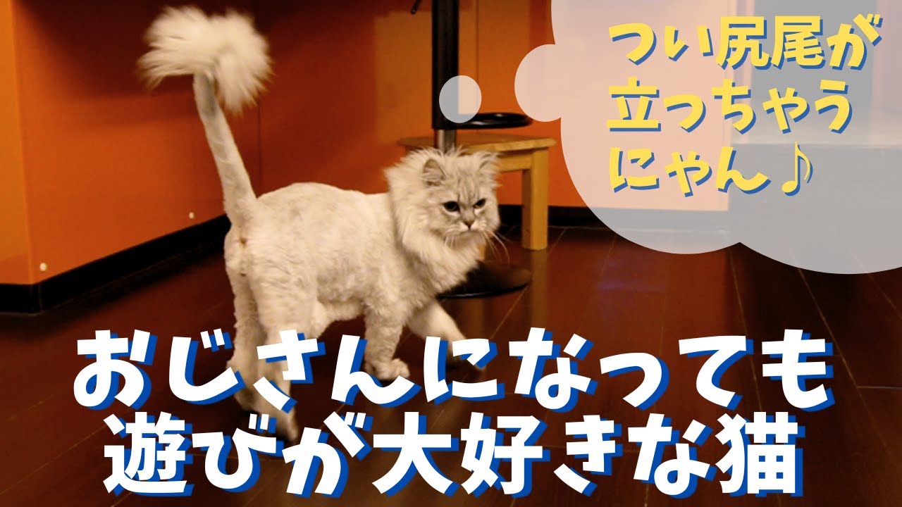 おじさんになっても遊びが大好きな猫