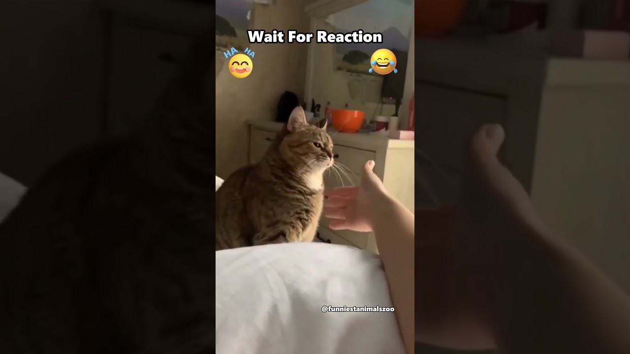 Why Brown Cats Reign Supreme😮🔥#shorts #viral #funniestanimalszoo