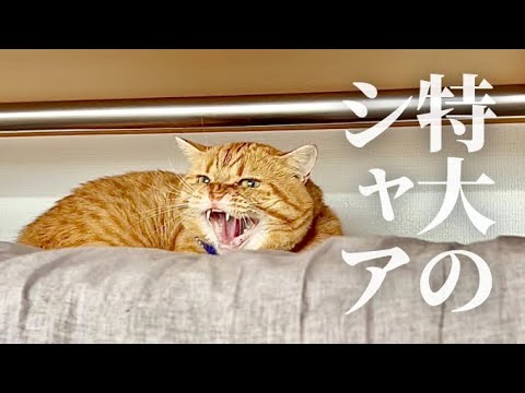 ねぇねの友達に向かって特大のシャーをした茶々パパ #猫 #マンチカン