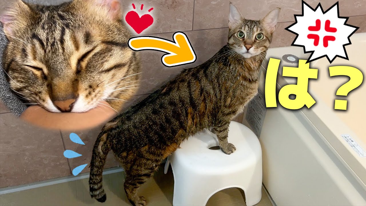 飼い主のことが大好きな猫に嫌われる覚悟で水責めをさせていただきます。。。。