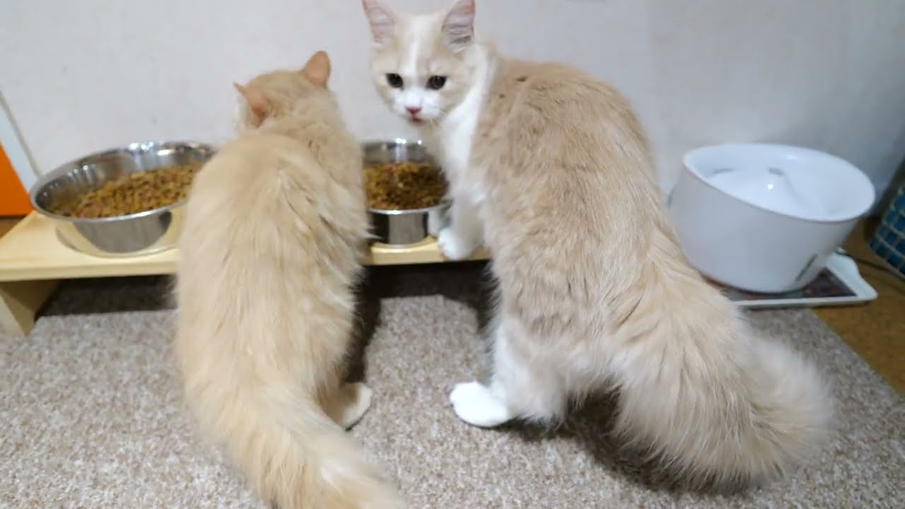 マンチカンの三ヶ月の子猫チャイ（仮）アム六ヶ月が大きく見えます