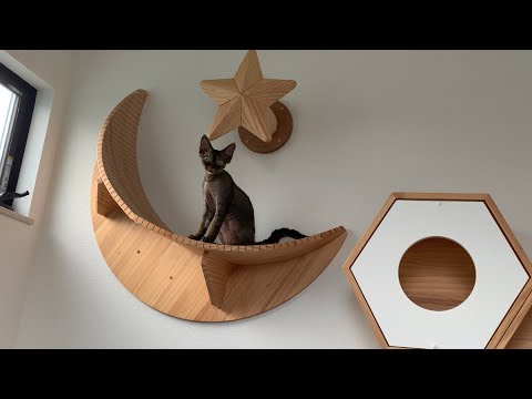 デボンレックス子猫がキャットウォークで遊んでいます(Devon Rex kitten playing on the catwalk)