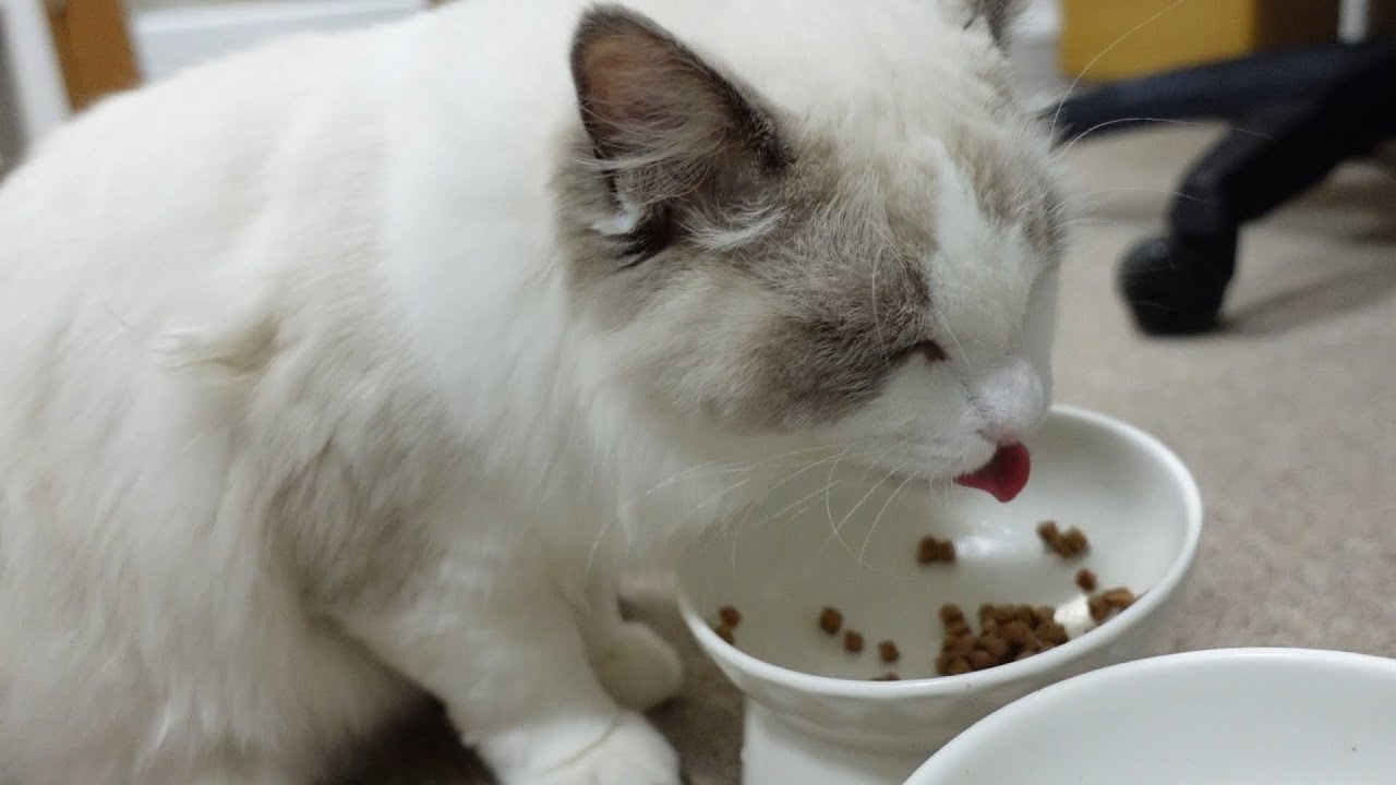 お皿は舐めない派の猫