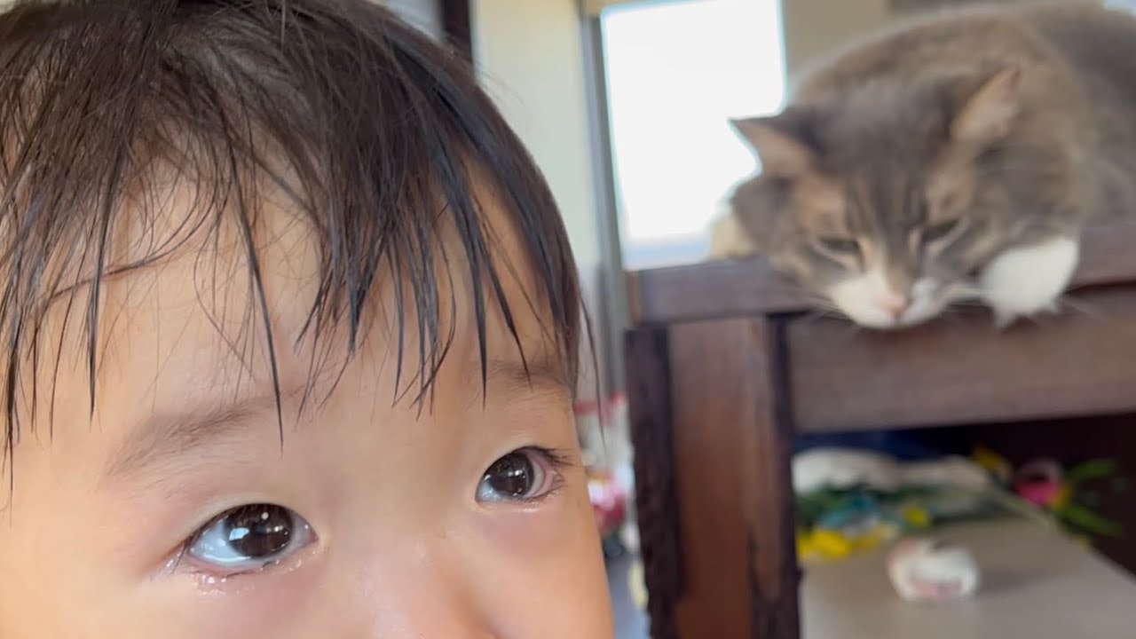 少しずつ成長する子供を見守る猫　ノルウェージャンフォレストキャット　A cat watching a child grow little by little