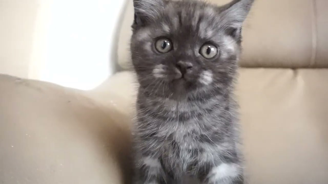 セルカークレックス子猫　2023.6.18産まれ 　ブラックスモーク　　男の子　シーダキャット猫のお店