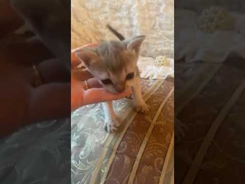 シンガプーラ セーブルティックドタビー（ショート）の女の子♡