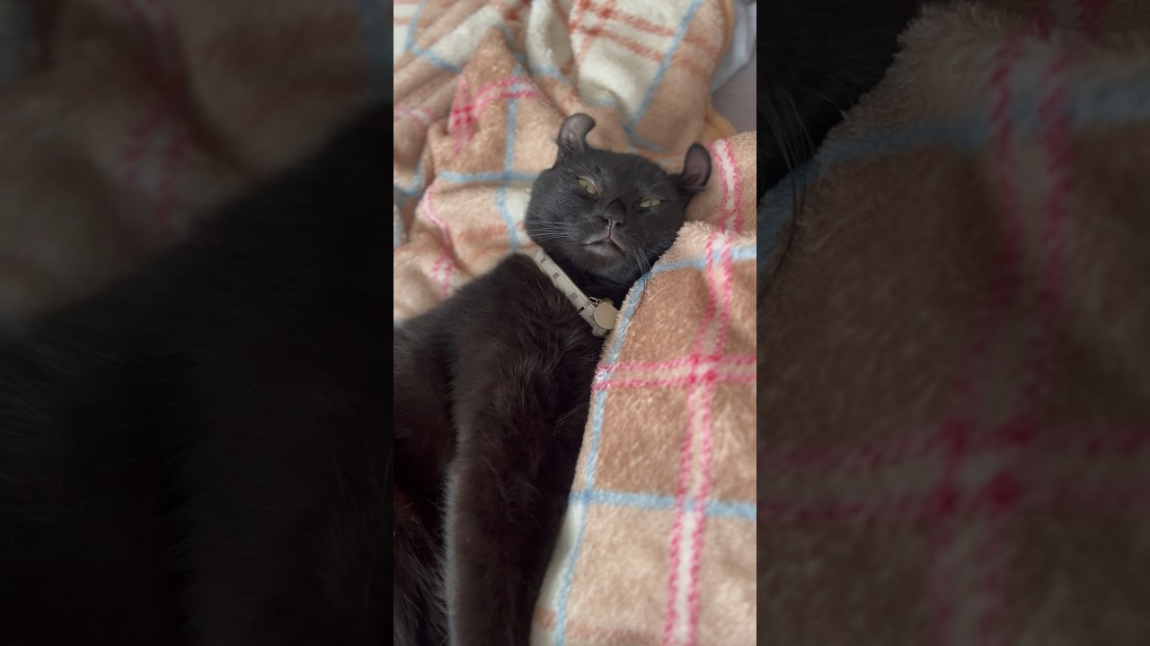 寝起きの猫様の顔が虚無過ぎた🐈‍⬛エマ様のこんな顔も可愛い😩#shorts #cat #ねこ #猫 #アメリカンカール #cute