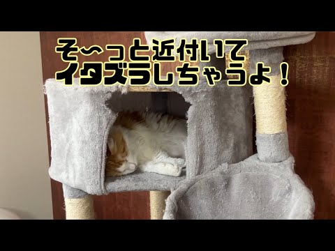 爆睡する猫に気付かれないように近付いてイタズラしてみた【マリー（メインクーン）】