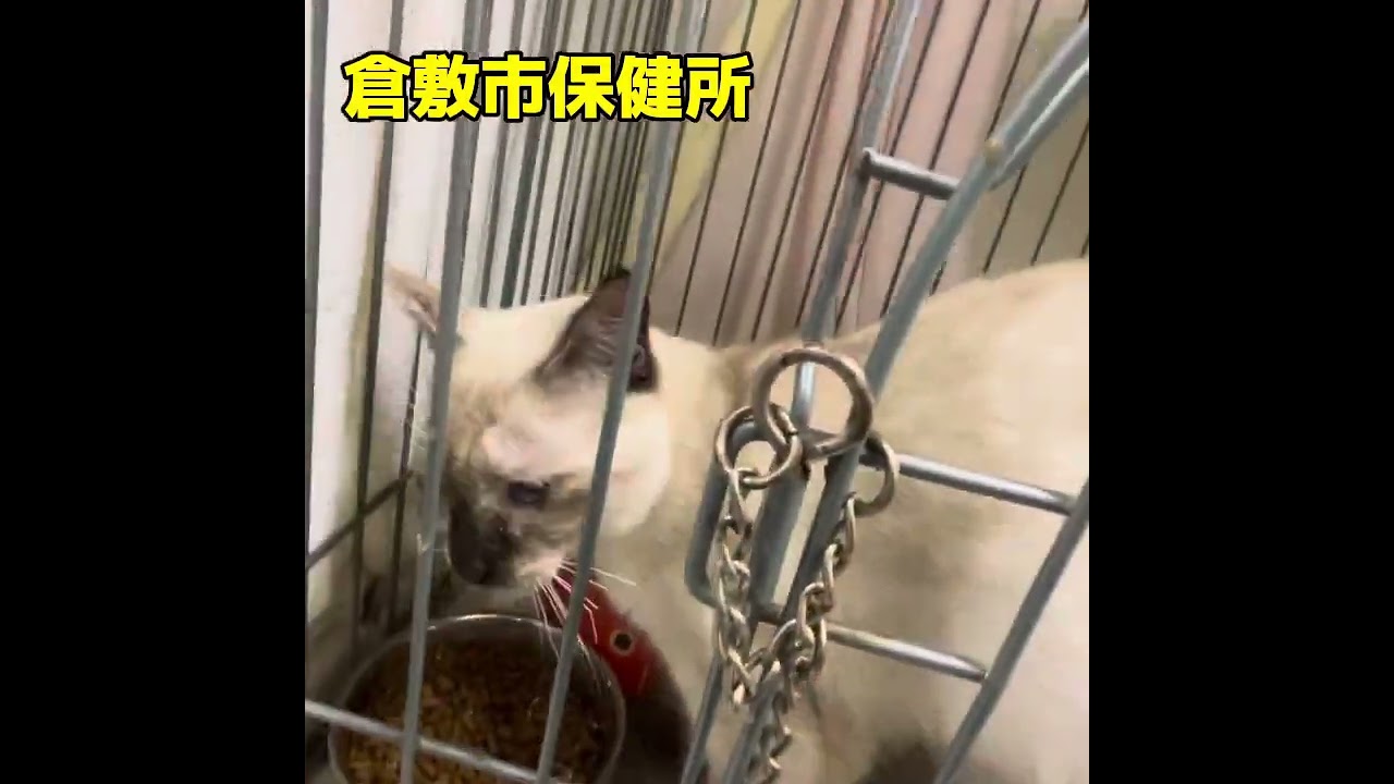 倉敷市保健所　シャムmix里親募集中
