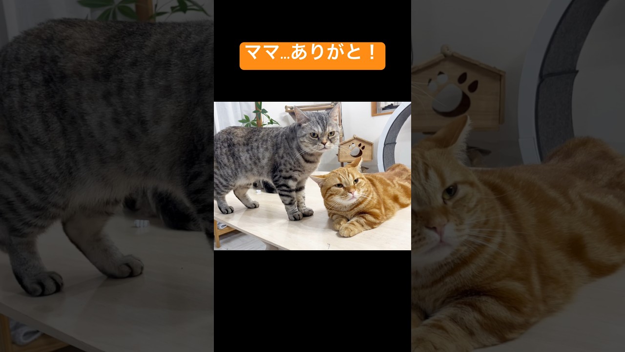 ママ、ずっとずっとありがと！ #猫 #子猫 #マンチカン