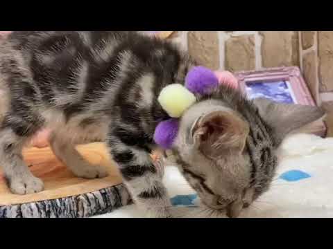 vi157592　アメリカンショートヘアー