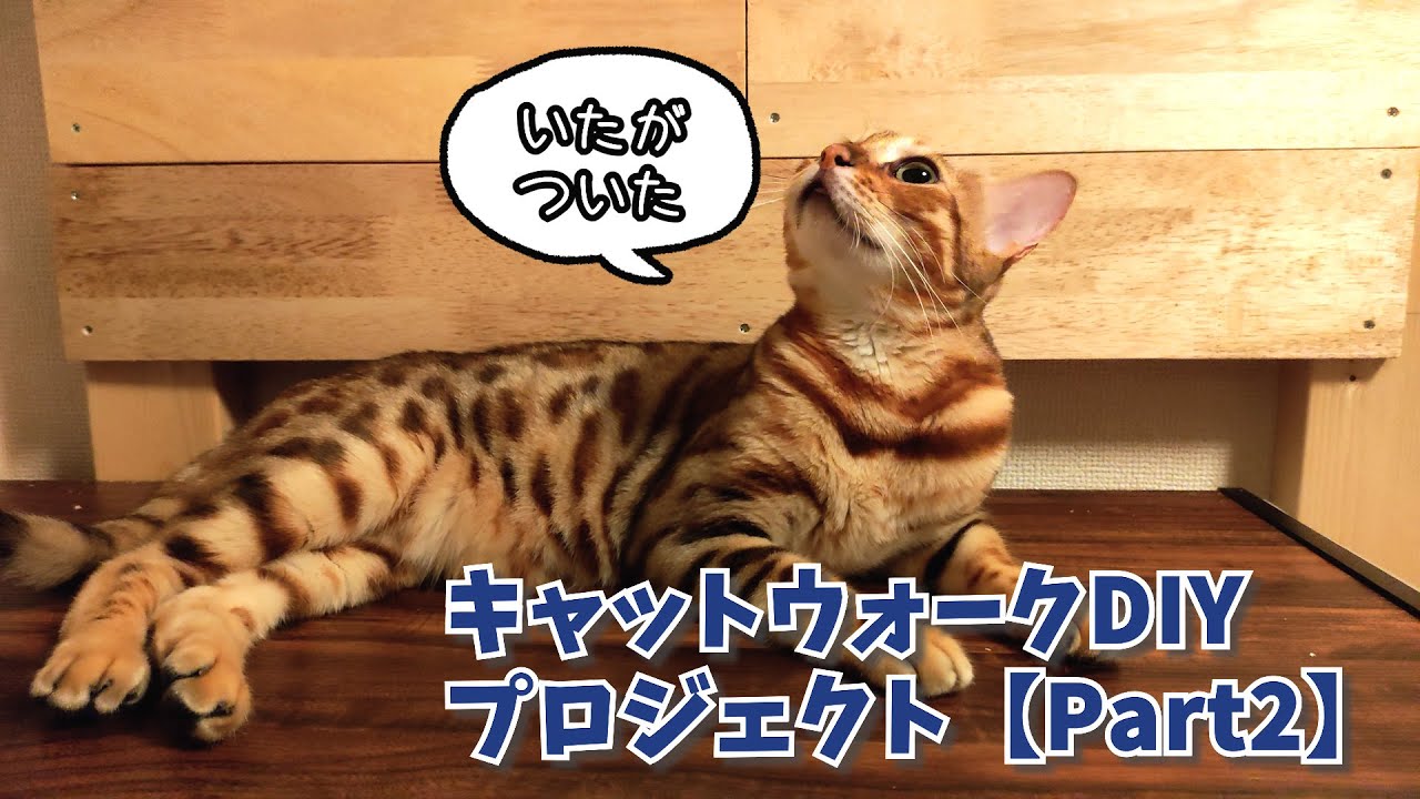 【DIY動画】遊ぶ場所が減っちゃったりんちゃんのためにキャットウォークを作ります！【Part2 板を打ち込む編】