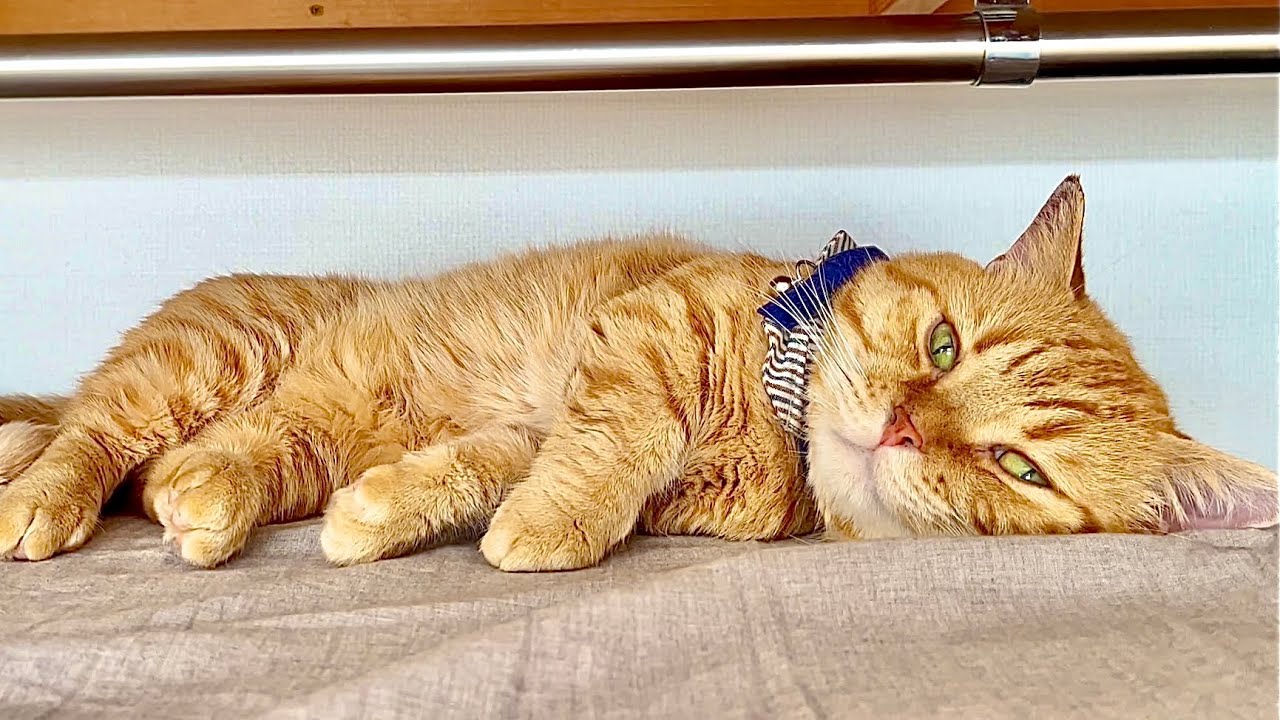 もう16時だったに？ #猫 #マンチカン