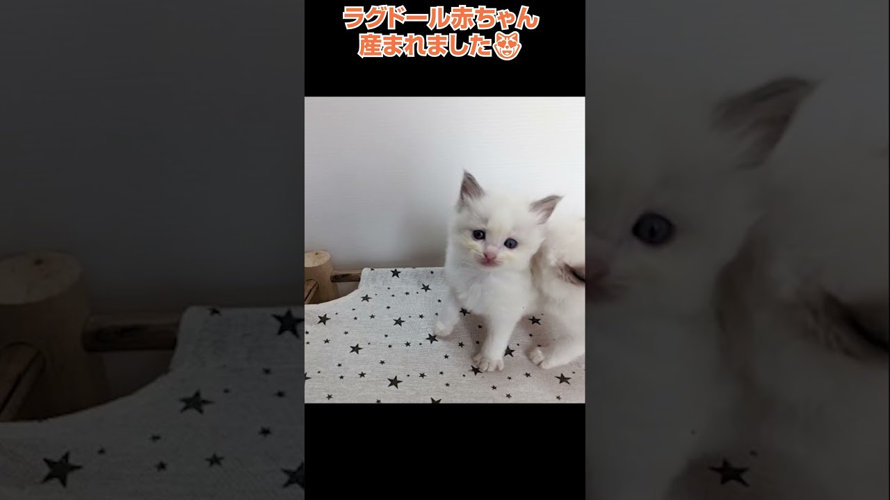 かわいいラグドールが産まれました🐈横浜 子猫専門ブリーダー「律子の部屋」 #shorts #ラグドール#猫のいる暮らし