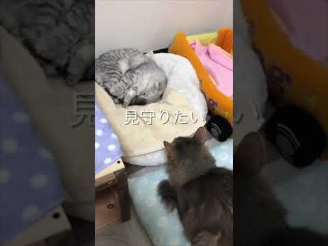 見守りたい猫！弟であり我が子であり仲間であり愛おしい存在！ #shorts  #スコティッシュフォールド #ソマリ #にゃんこ #子猫 #cat #catvideo #catlover