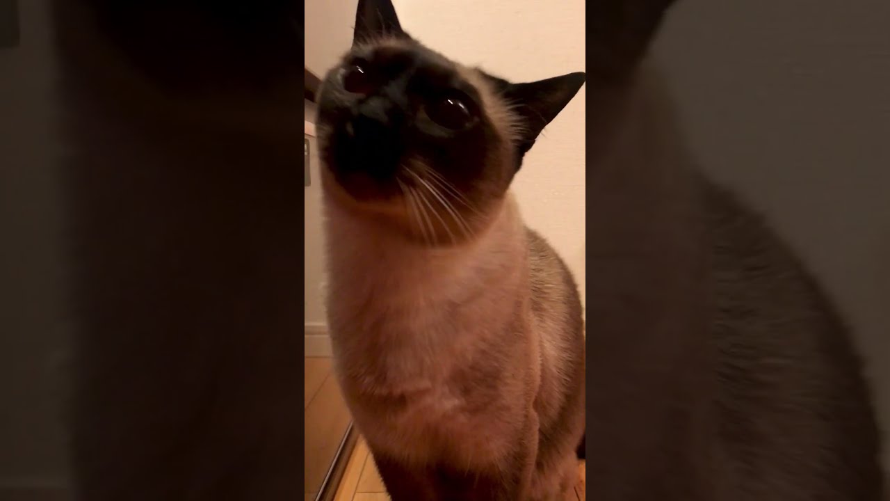 キラキラおめめでご飯待ちをするシンガプーラとたぬき猫なのにゃ♪