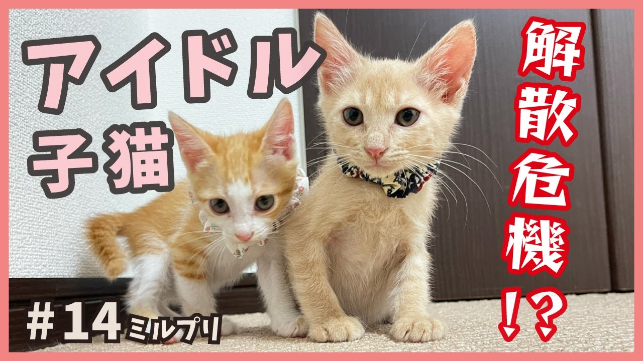 【アイドル 猫】保護したアイドル子猫のデビューはお預け…でも可愛い２匹には癒やされます！【アイドル猫・ミルプリ14】/ cute kittens are idols