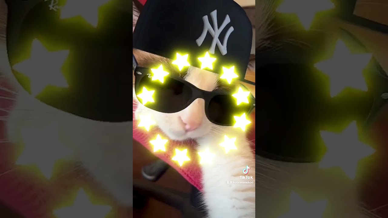 レイバン・サングラスを掛けた猫 Cool cat #shorts #cap