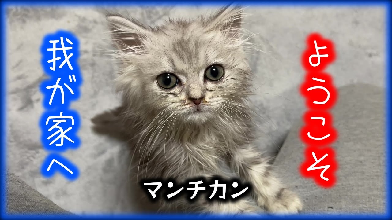 子猫が家にやって来た！【マンチカン】