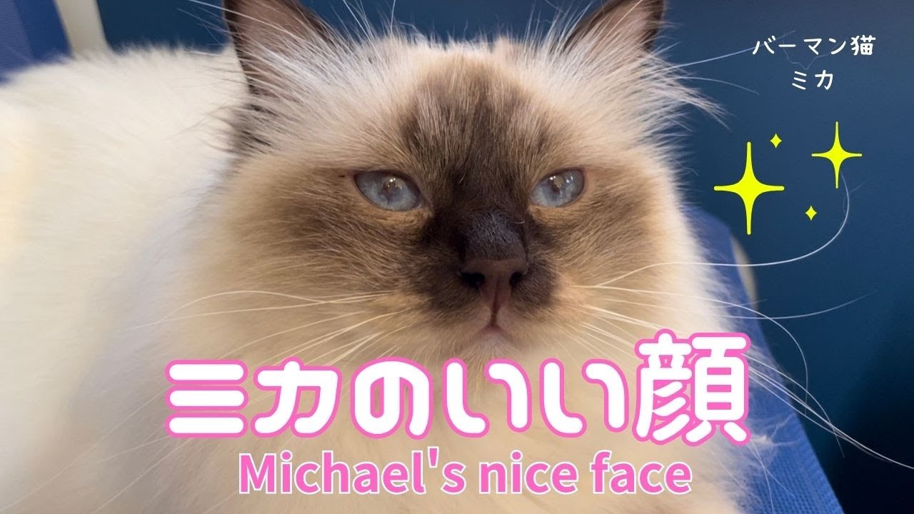 バーマン猫ミカ【ミカのいい顔】Michael's nice face（バーマン猫）Birman/Cat