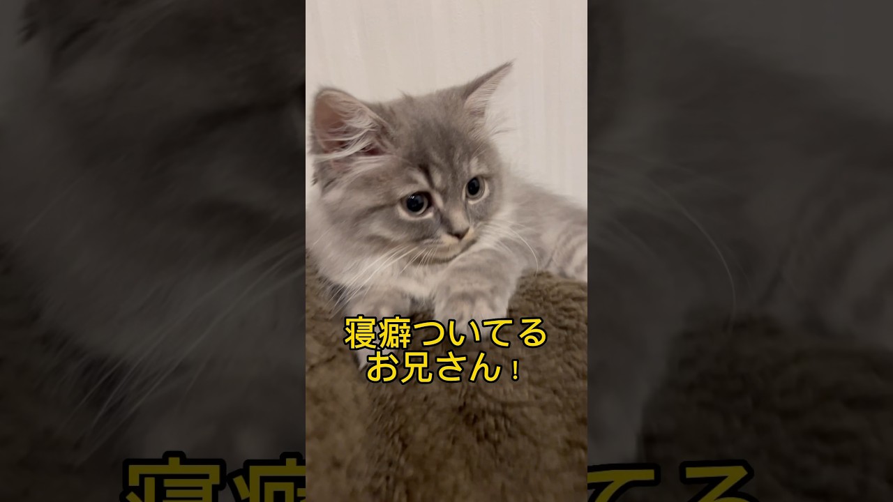 子猫の寝癖が可愛すぎる・・・ #ラガマフィン #つまみちゃん #かわいい #猫 #cat #子ねこ #子猫 #shorts #おすすめ