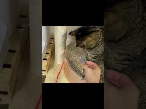 凶暴猫にネズミを与えた結果...