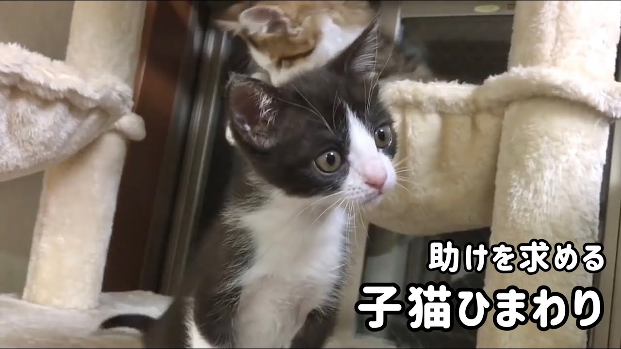 助けを求めるときの子猫の鳴き声