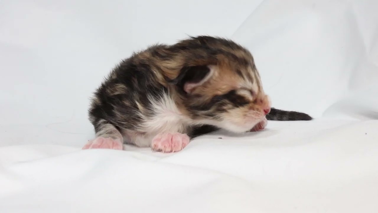 生後5日目メインクーン子猫の寿恵子ちゃん