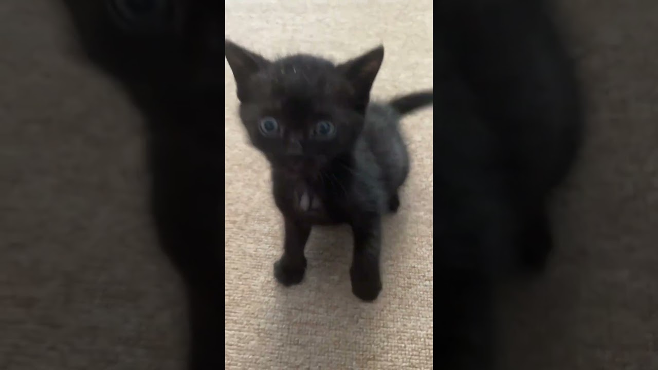 That squeaky meow...