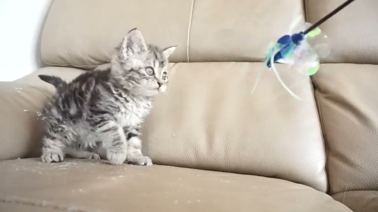 セルカークレックス子猫　2023.6.14産まれ 　ブラウンタビー　　男の子　シーダキャット猫のお店