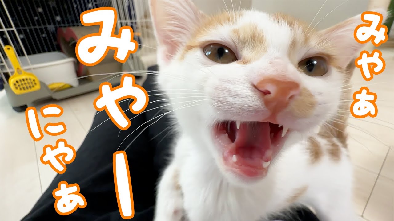 子猫が大声で甘え鳴きをしてくれるようになりました！！