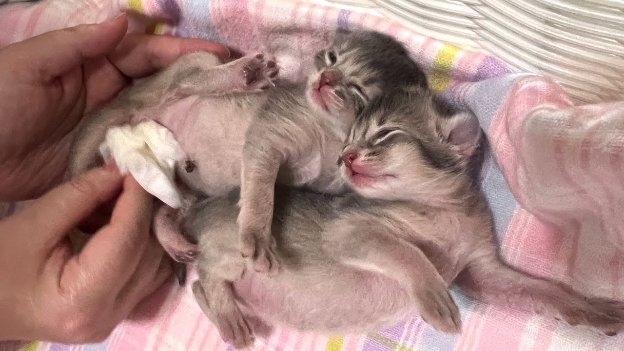 Somali Kitten 〜生後7日〜 ソマリの子猫