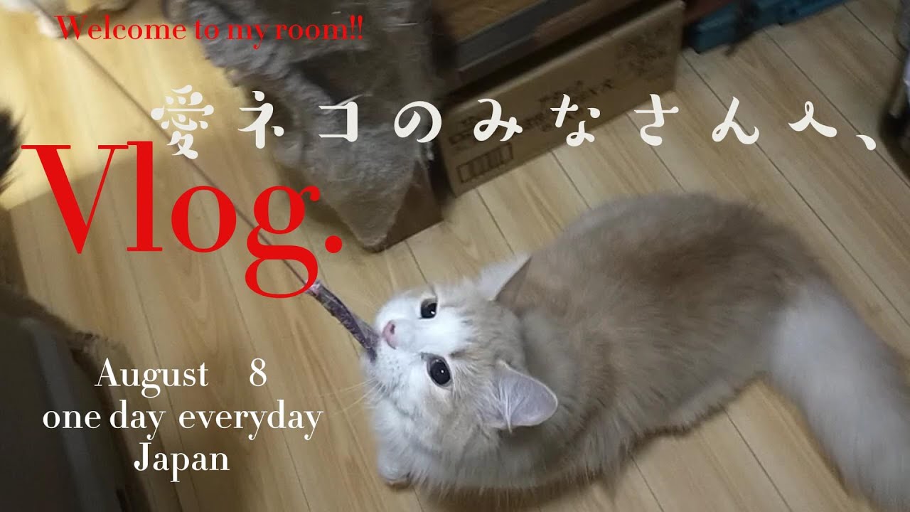 愛ネコのみなさんへ、