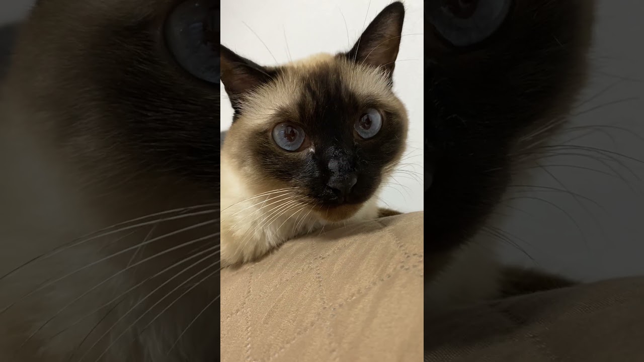 【2023.08.08】今日のシャム猫のふくさん（音無し）【たぬき猫】 #shorts