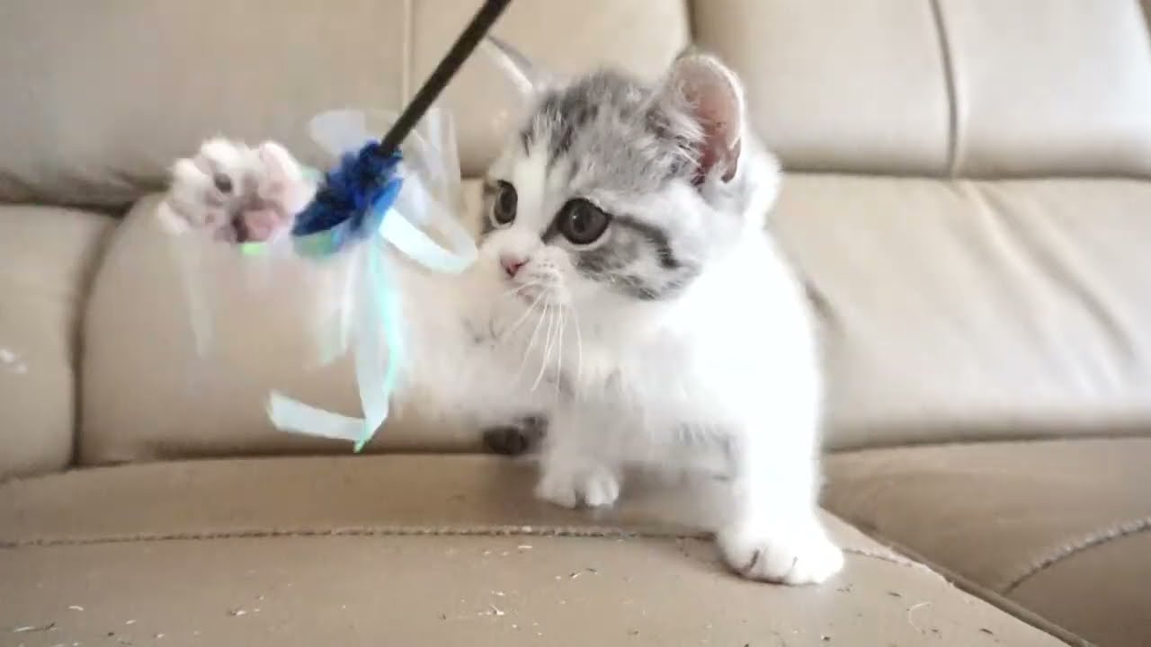 セルカークレックス子猫　2023.6.18産まれ 　ブラックタビー&ホワイト　　男の子　シーダキャット猫のお店