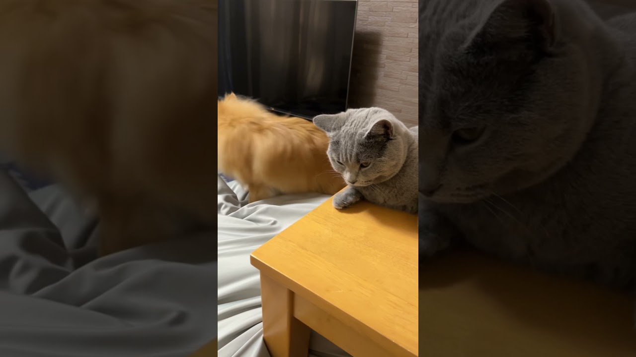 [シャルトリュー]静かな兄猫と騒がしい妹犬w #cat #猫 #シャルトリュー #dog #ポメラニアン