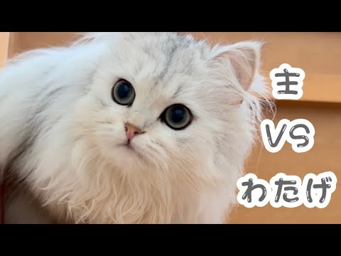 【ペルシャ猫】猫わたげのかくれんぼ　主vsわたげ