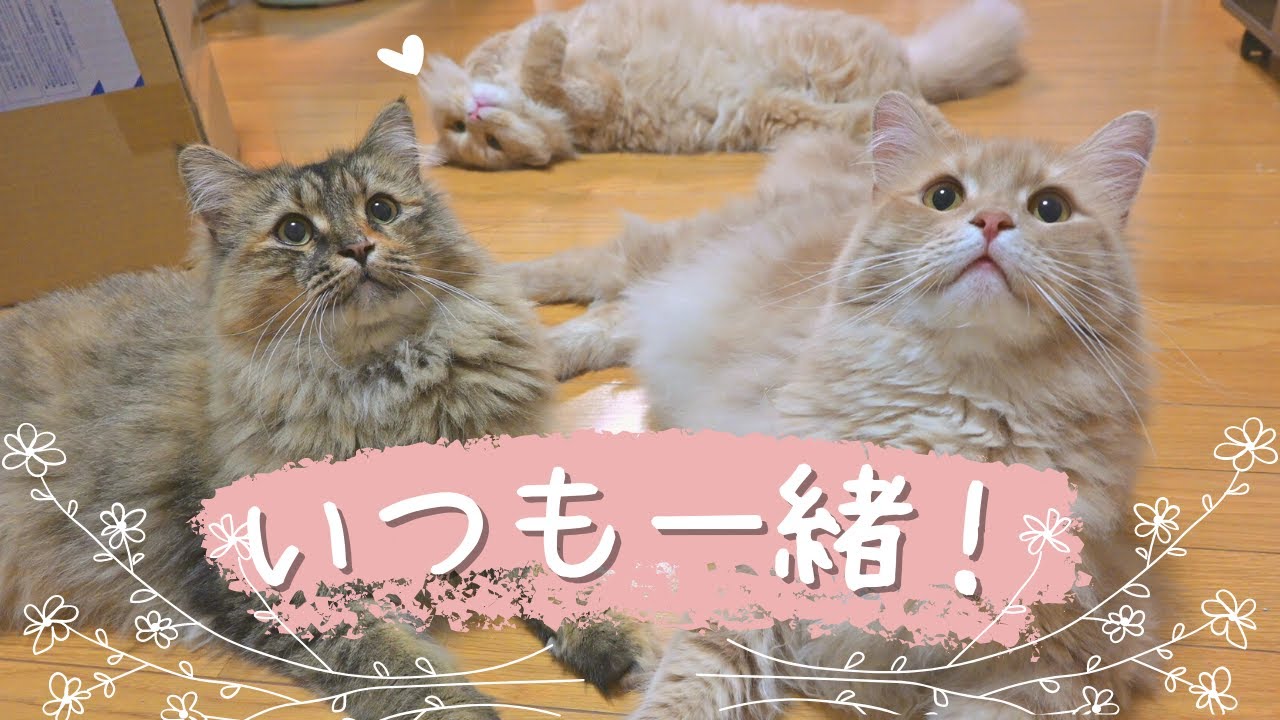 ４姉弟は今日も仲良し！思いやりのあふれる猫【サイベリアン】