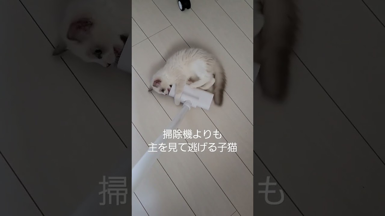 ちょっとショックです…。#ラグドール #ねこ #ラグドール子猫 #子猫 #ねこのいる生活 #ねこのいる暮らし #掃除機猫　#おもしろ猫