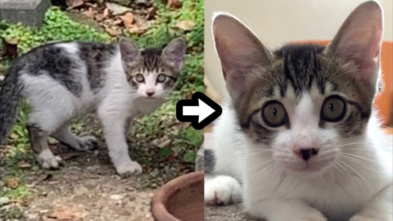 怯えた目をしていた野良の子猫…保護から三週間後の姿がこちらです