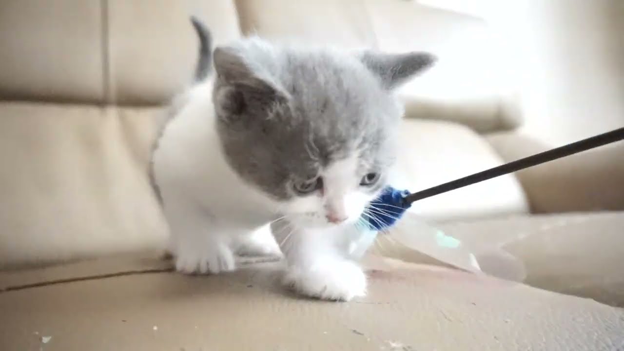 ブリティッシュショートヘアー子猫　British Shorthair　2023.7.10産まれ　ブルー&ホワイト　男の子　シーダキャット猫のお店