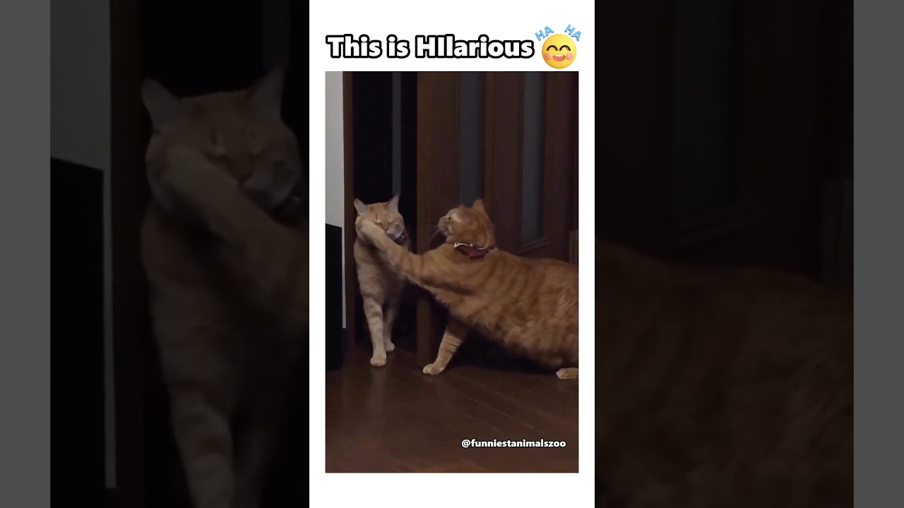 Wait Brown Cat Rocks😮#shorts #viral #funniestanimalszoo