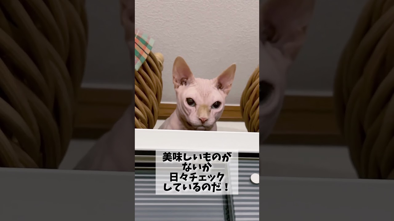 スフィンクス猫の身軽さといったら...食べ物を高い所に隠しても無意味