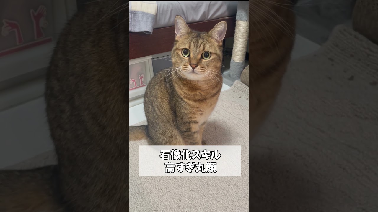 【バレバレ】見知らぬ人間が来ると置物になる猫ｗ　#shorts