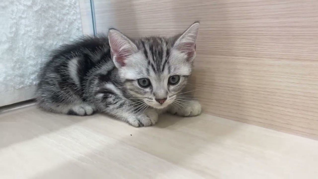 毛柄が綺麗🌈🌈気量抜群のアメリカンショートヘアーの女の子【パピードリーム】