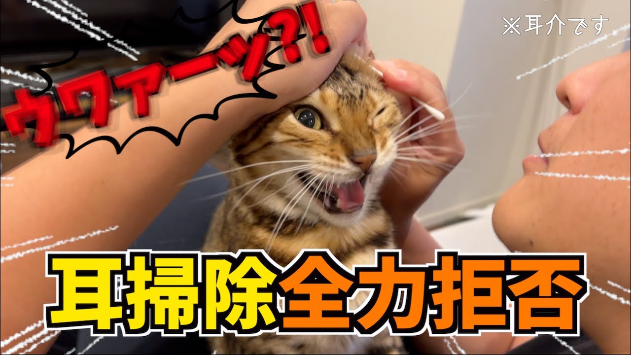 耳掃除をこの世の終わりレベルで嫌がる猫