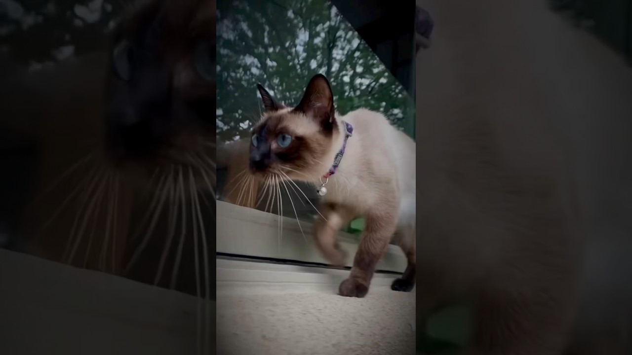 Dramatic queen like intro for Cici! 🐱 ❤️  #catlife #felinefamily #felinefriends #cat